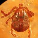 صورة Haemaphysalis inermis Birula 1895