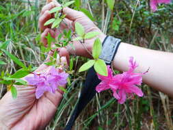 Image of Rhododendron breviperulatum Hayata