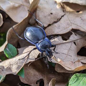 Image of Carabus (Tanaocarabus) finitimus Haldeman 1852