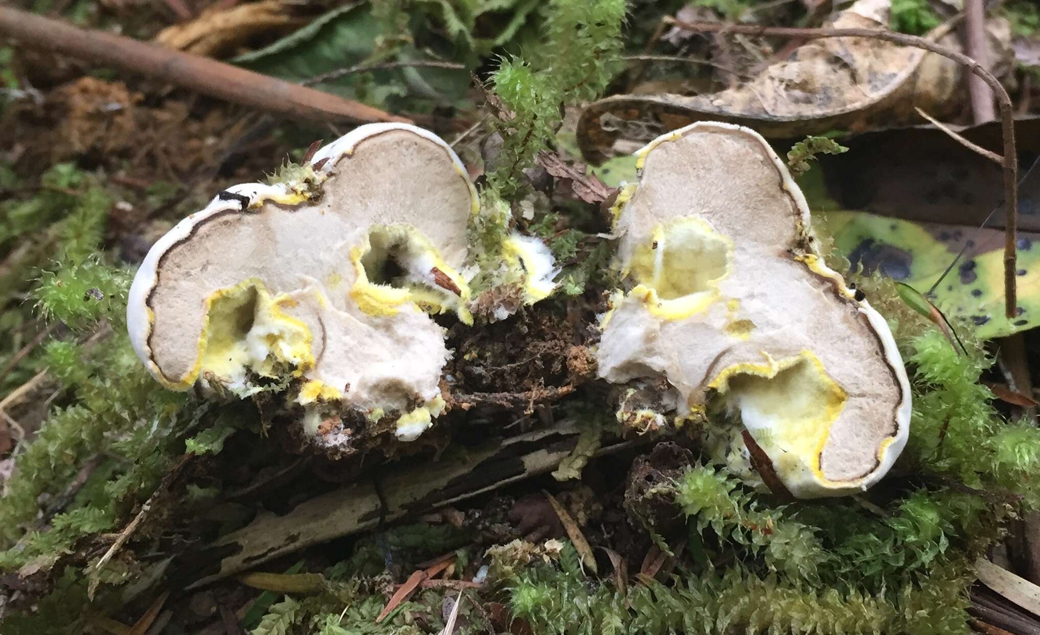 Image of Boletus semigastroideus Nuhn, Manfr. Binder, A. F. S. Taylor, Halling & Hibbett 2013