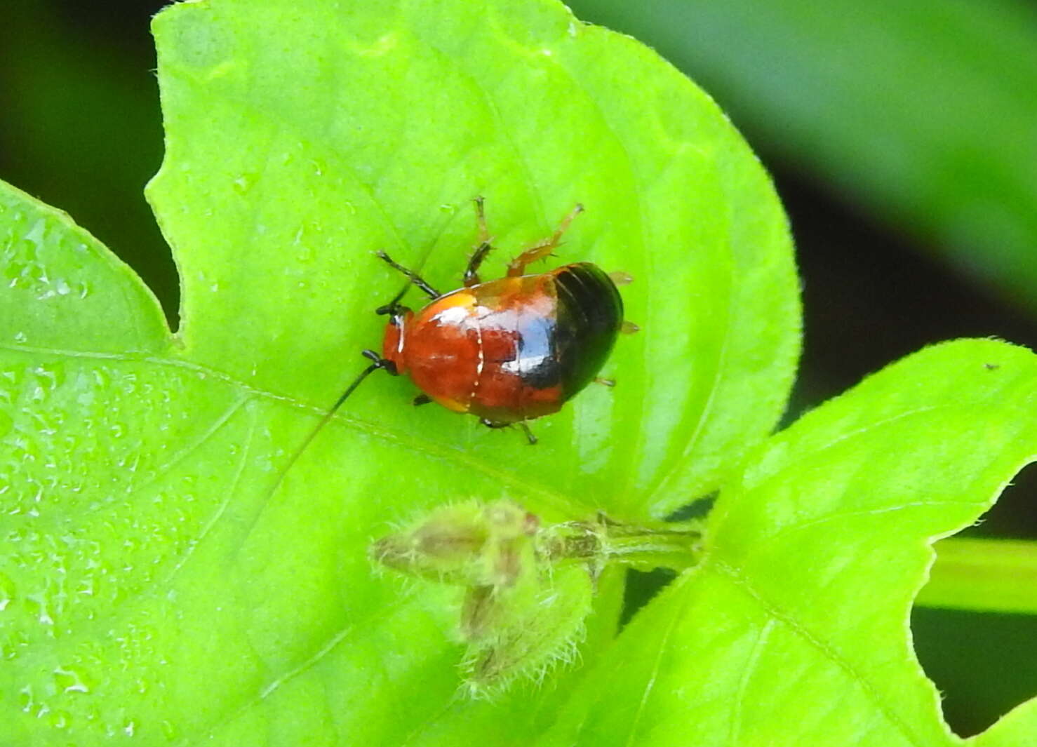 Image of Hemithyrsocera palliata (Fabricius 1798)