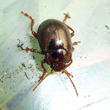 Image of Brown mint leaf beetle