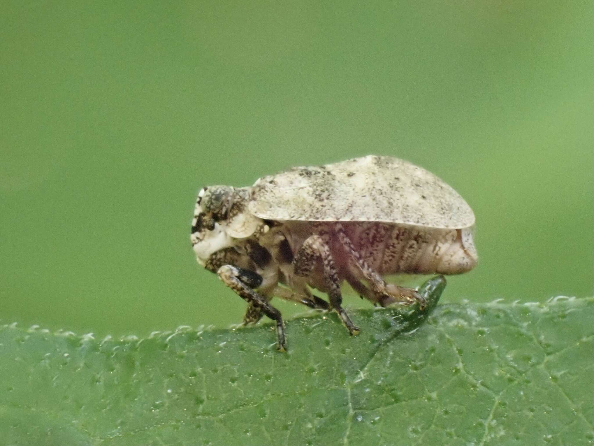 Image of Paralixes scutatus (Walker 1858)