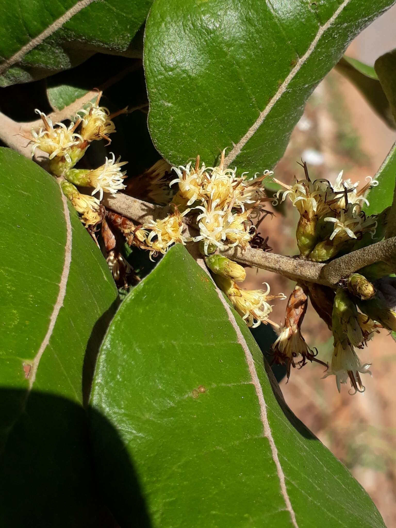 صورة Piptocarpha rotundifolia (Less.) Baker