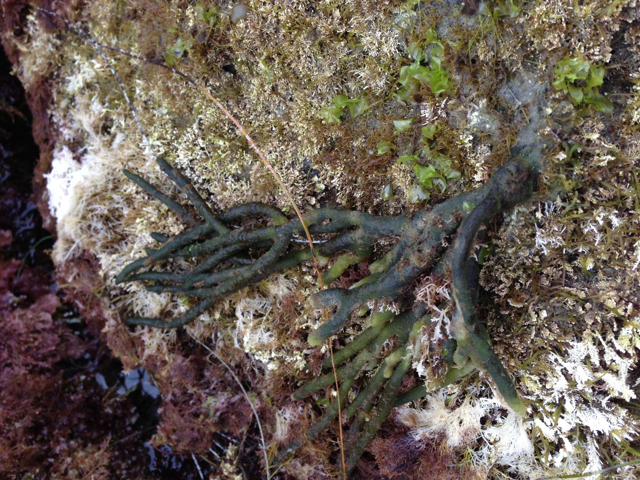 Image of Codium fragile