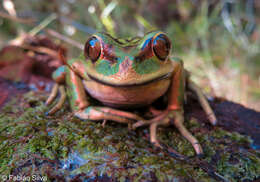 Image of Emerald Forest Frog