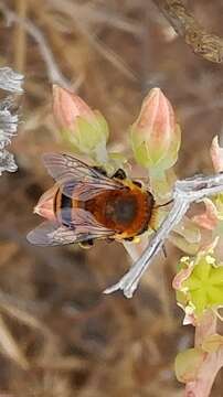 Image of Anthophora urbana clementina Cockerell 1939