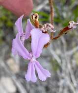 Image of Stylidium pilosum (Labill.) Labill.