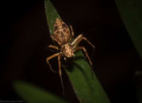 Image of Oxyopes variabilis L. Koch 1878