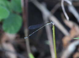 Image of Nehalennia minuta (Selys ex Sagra 1857)