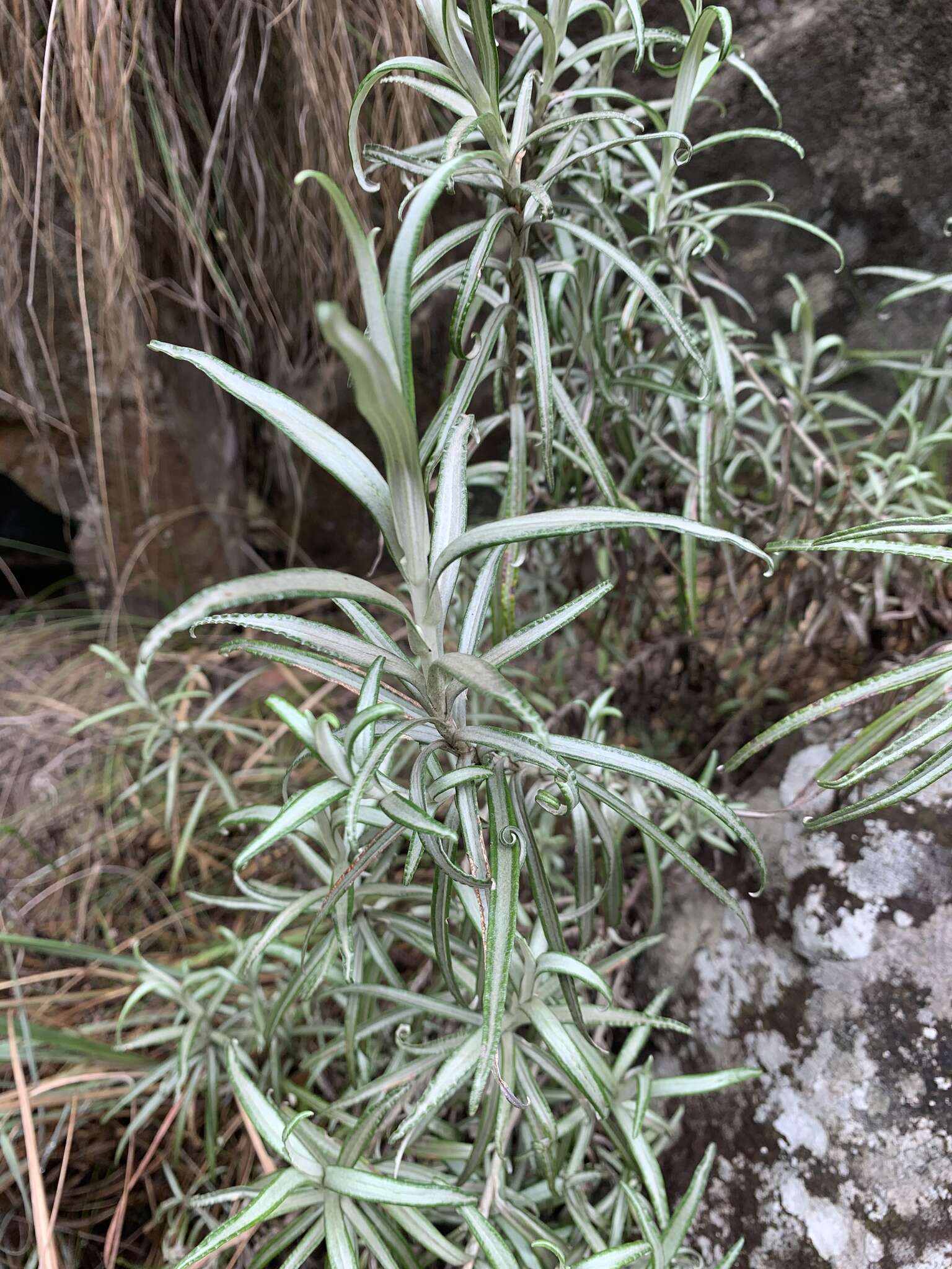 Image of Helichrysum chrysargyrum Moeser