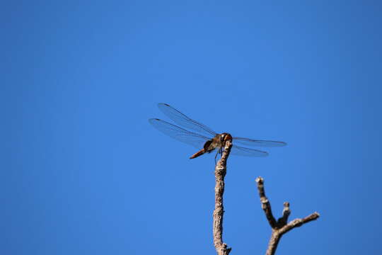 Tramea insularis Hagen 1861 resmi