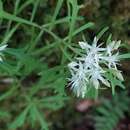 Image of Rhodiola sinuata (Royle ex Edgew.) Fu