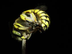 Image de Anthidium loti Perris 1852