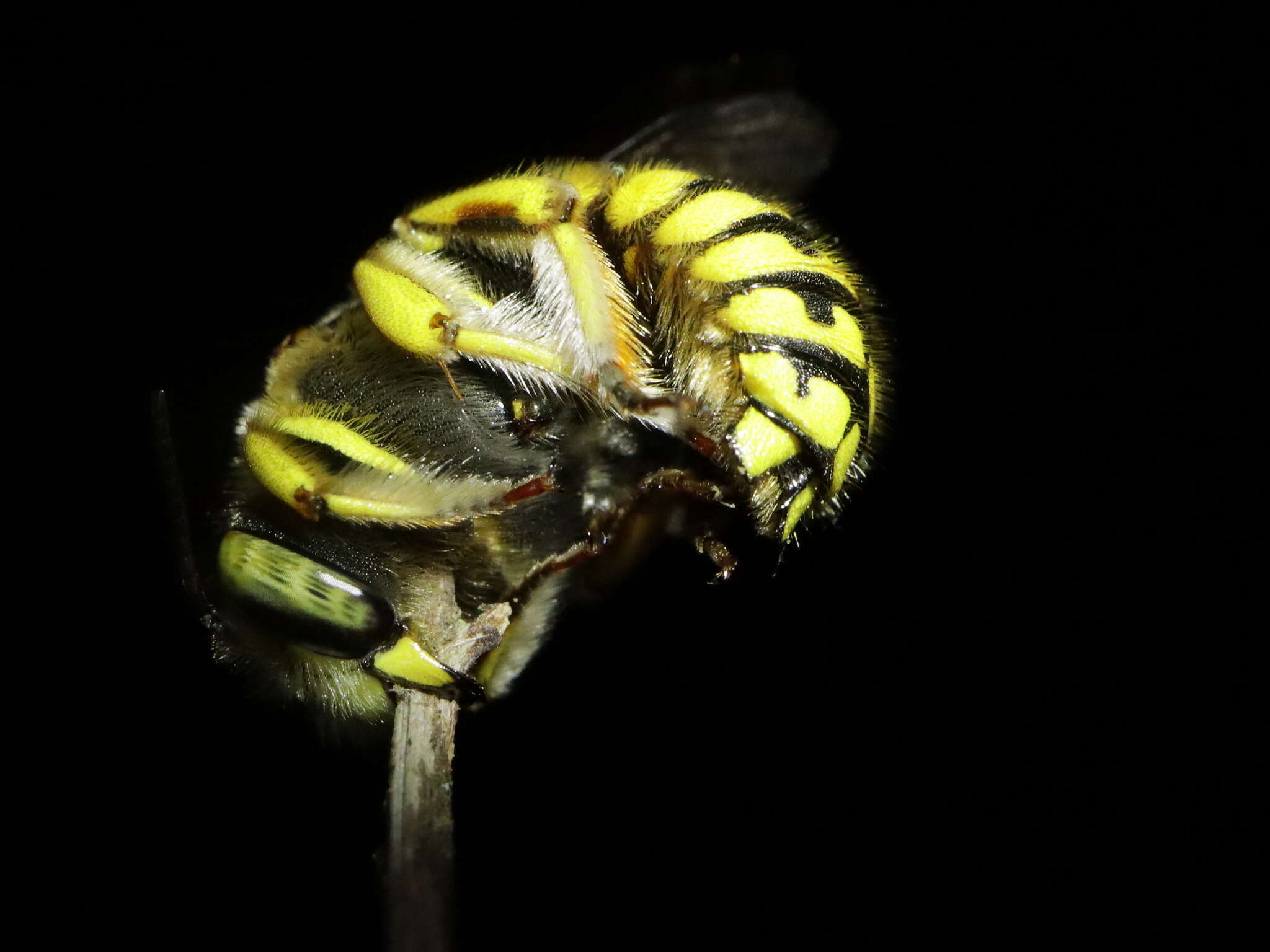 Imagem de Anthidium loti Perris 1852