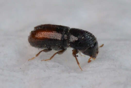 Image of Six-toothed spruce bark beetle