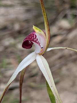 Image of Caladenia behrii Schltdl.