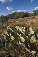 Image of Opuntia pyrocarpa Griffiths