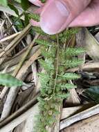 Imagem de Athyrium minimum Ching