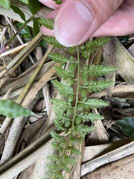 Image of Athyrium minimum Ching