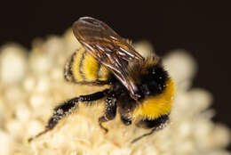 Image of Bombus zonatus Smith 1854