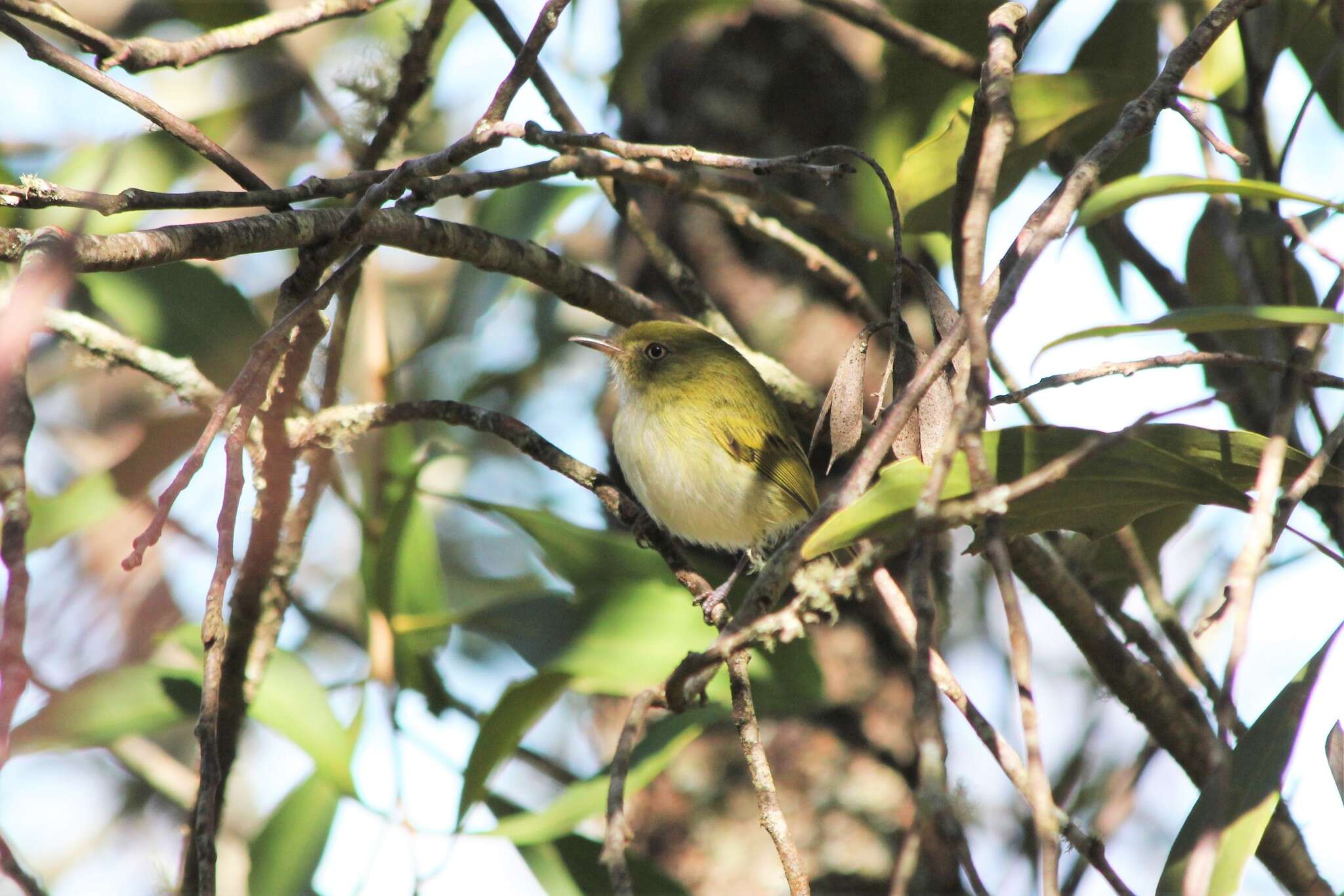 Image of Hangnest Tody-Tyrant