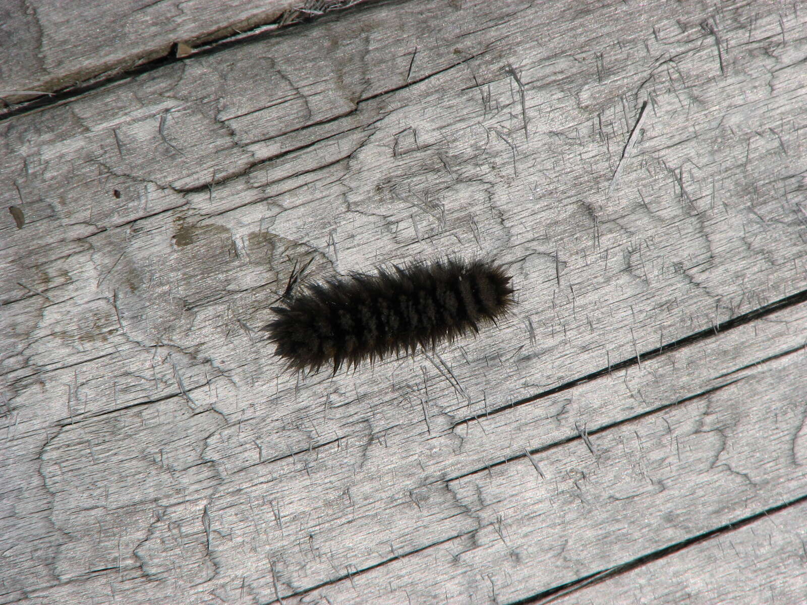 Image of Ross' Tussock Moth