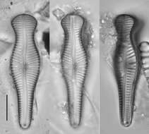 صورة Gomphonema truncatum