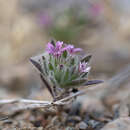 Image of Bolanthus confertifolius (Hub.-Mor.) Madhani & Heubl