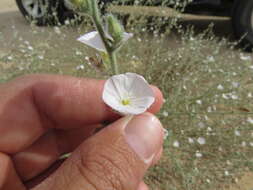 Imagem de Convolvulus prostratus Forsk.