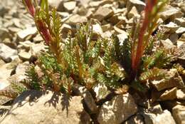 Image of Leptinella dendyi (Cockayne) D. G. Lloyd & C. J. Webb