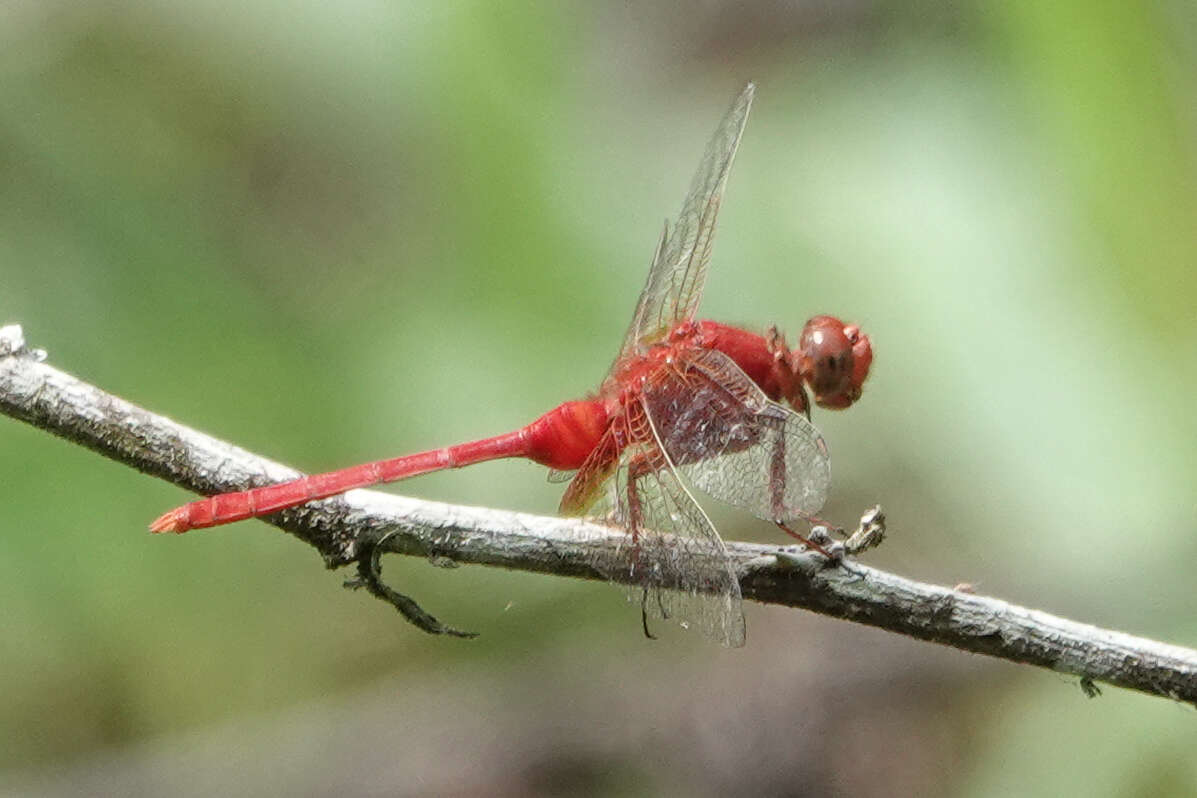 Image of Erythemis carmelita Williamson 1923