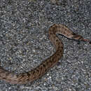 Image of Barron's Kukri Snake