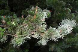 Image of Woolly Bush