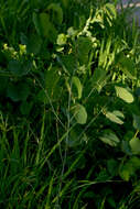 Image of Chlorophytum macrosporum Baker