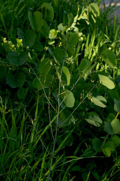 Image of Chlorophytum macrosporum Baker