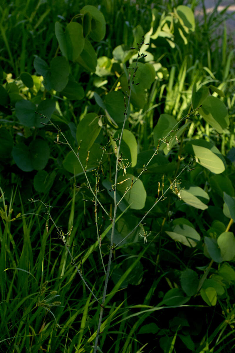 Image of Chlorophytum macrosporum Baker