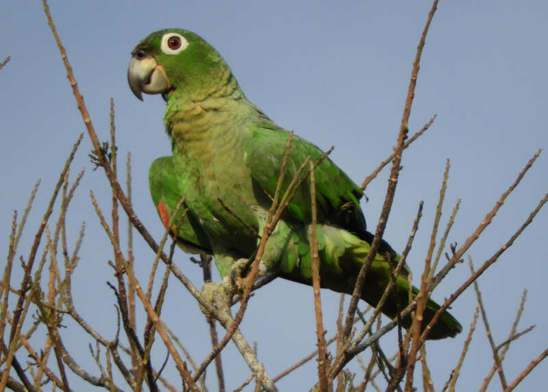 Image de Amazone poudrée