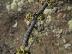 Sivun Senegalia mellifera subsp. detinens (Burch.) Kyal. & Boatwr. kuva