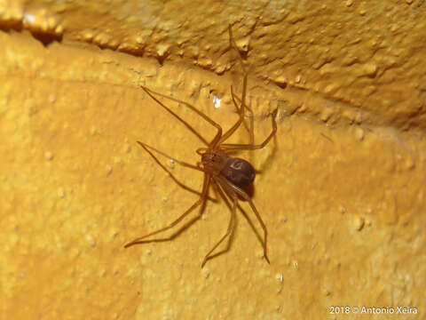 Image of Mediterranean recluse spiderman