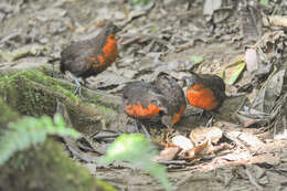 Image of Dark-backed Wood Quail