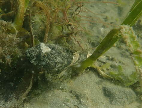 Image of Great sculpin