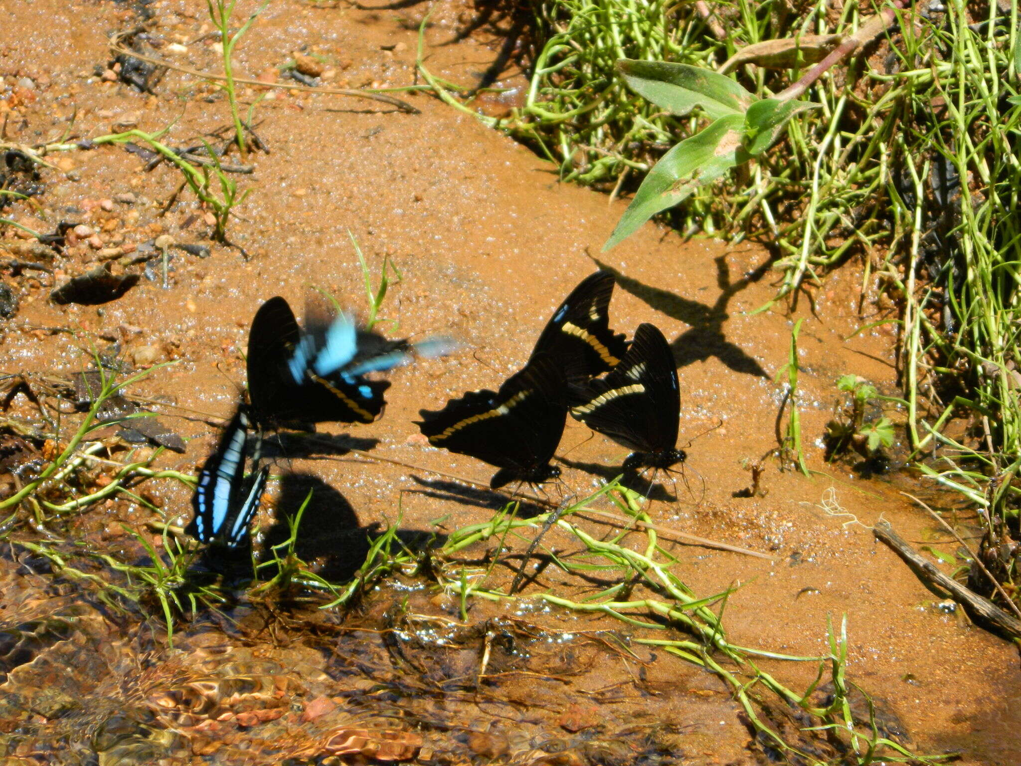 Image of Papilio desmondi van Someren 1939