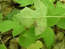 Image of Cystiphora canadensis Felt 1913