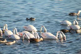 Image of Cape Shoveler