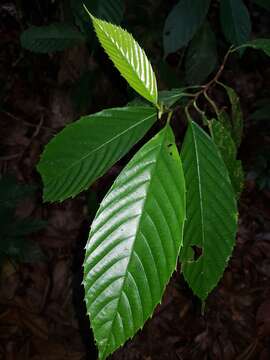Image of Ticodendron