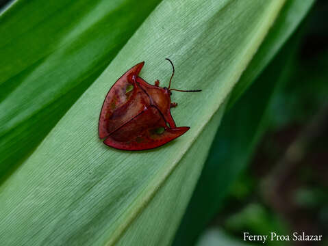 Слика од Acromis spinifex (Linnaeus 1763)