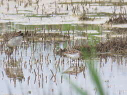 Image of Little Stint