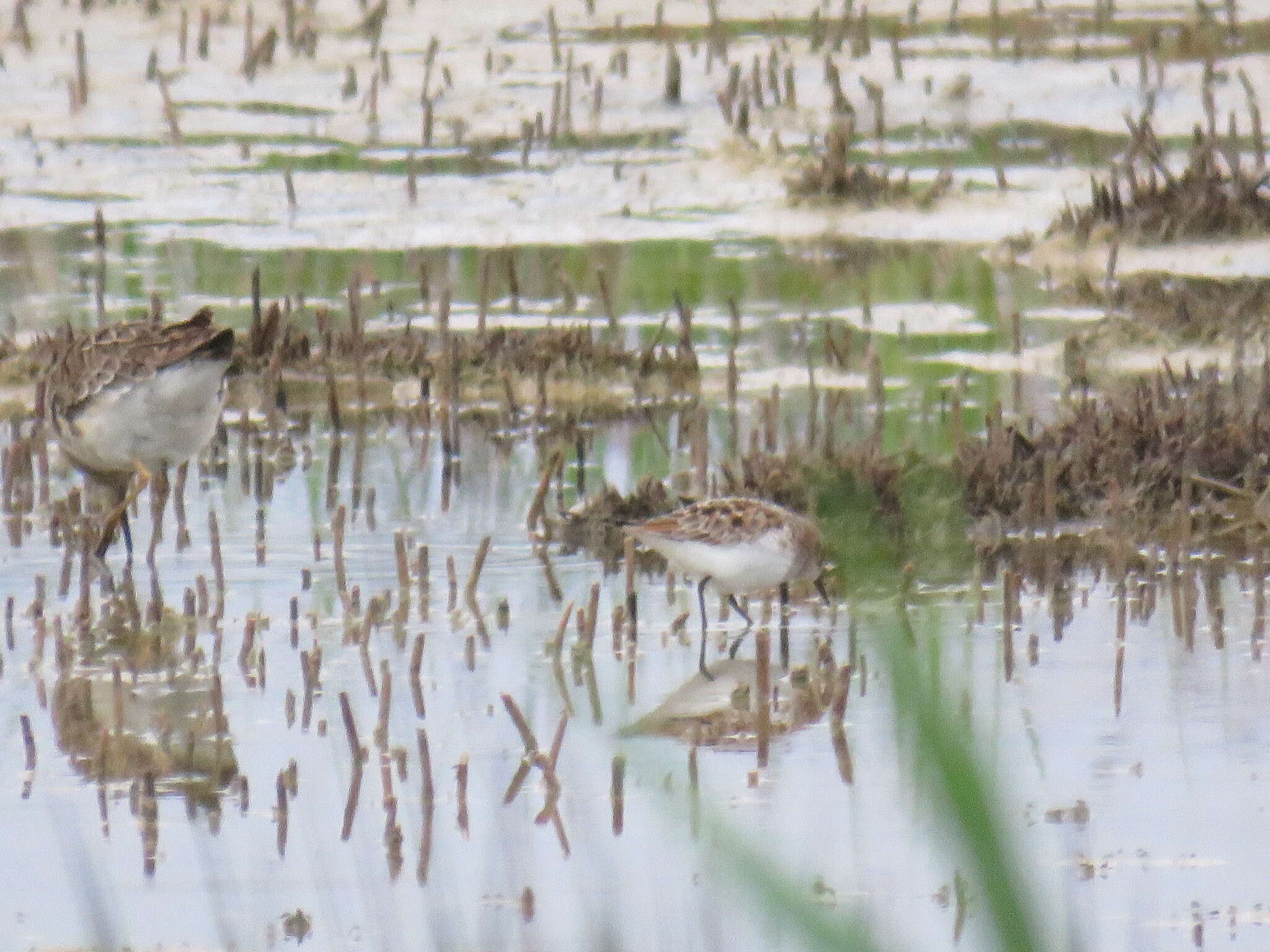 Plancia ëd Calidris minuta (Leisler 1812)