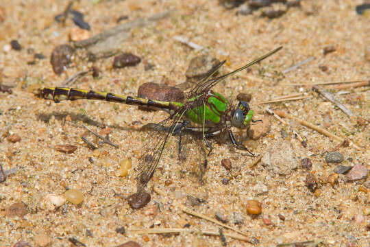 Image of Ophiogomphus smithi Tennessen & Vogt 2004